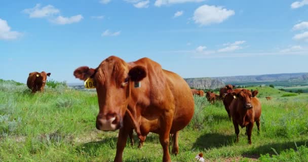 牧牛长看着并走向田野里的相机 关门了 — 图库视频影像