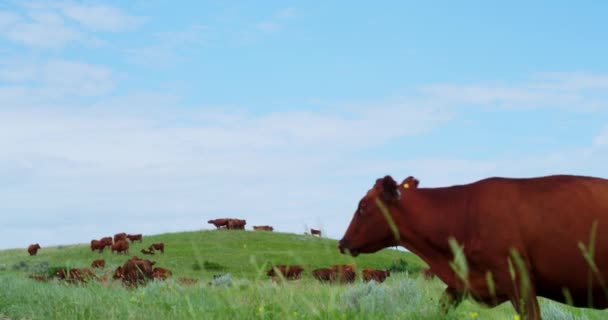 Vache Brune Dans Champ Prairies Vertes Troupeau Bovins Bétail Vaches — Video