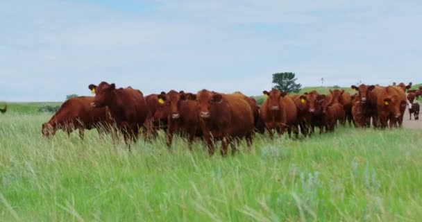 Güneşli Bir Günde Kuzey Dakota Otlakta Bekleyen Sığır Çobanı Sürüsü — Stok video