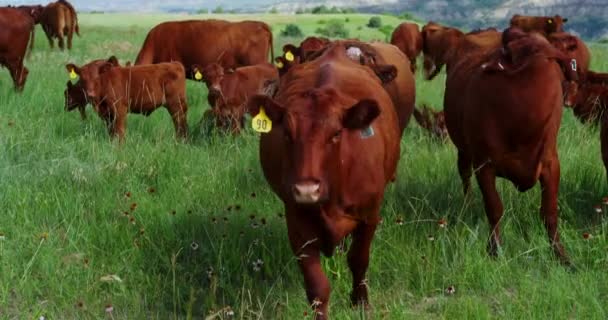 Herd Red Angus Och Kalvar Stående Och Betande Gräsbevuxen Ranch — Stockvideo