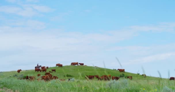 牛の家畜牛は緑の草原で放牧馬に乗って牧畜農家が監督平野 草の根地域ノースダコタ州 夏の牧歌的な土地での牛の繁殖 — ストック動画