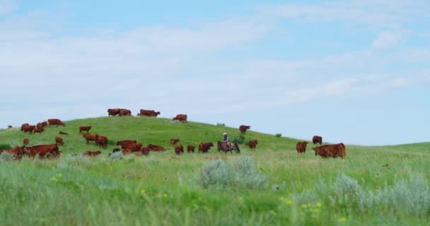 Bovins Bétail Vaches Brunes Pâturage Sur Prairie Verte Champ Plaine — Video