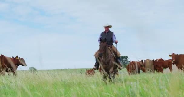 Cowboy Agriculteur Éleveur Équitation Cheval Vers Caméra Gardiennage Troupeau Bétail — Video