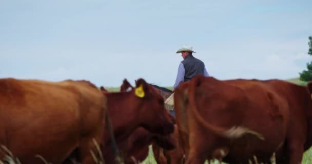 Cattleman Herdsman Cowboy Farmer Montar Caballo Guardando Ganado Ganado Ganado — Vídeos de Stock