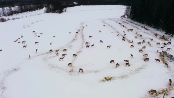 Luftaufnahme Rentiere Innerhalb Eines Zauns Winter Lappland Kreise Drohnenschuss — Stockvideo