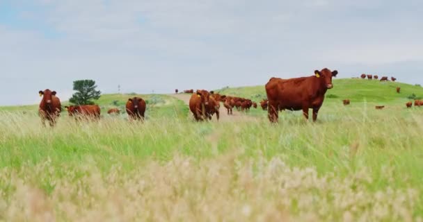 Grazing Vermelho Gado Angus Pasto Campo Dia Ventoso Verão Dakota — Vídeo de Stock