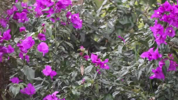 Pioggia Pesante Caduta Bush Con Fiori Viola — Video Stock