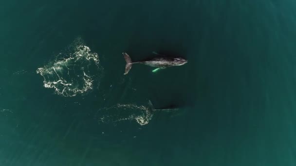 Megaptera Novaeangliae Wale Schwingen Und Tauchen Tief Ins Meer Luftaufnahme — Stockvideo