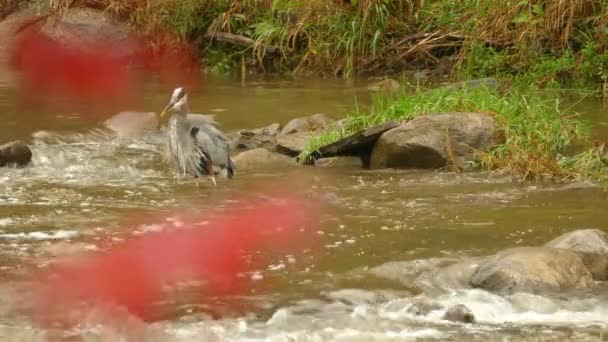 Πεινασμένο Μεγάλο Μπλε Ερωδιό Πουλί Ψαρεύει Τρεχούμενο Νερό Μια Κρύα — Αρχείο Βίντεο