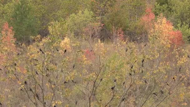 Hejno Černých Ptáků Klidně Sedí Větvích Pomerančově Zbarvených Listnatých Stromů — Stock video