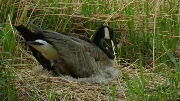 Duck Kladení Její Vejce Hnízdě Malém Poli Trávy Zblízka Záběr — Stock video