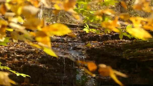 Wasserlauf Zwischen Felsen Blättern Und Wurzeln Unter Dem Ahornwaldboden — Stockvideo