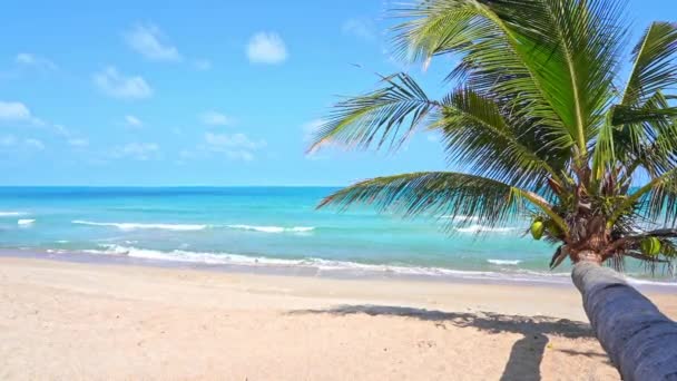 Горизонтальна Пальма Простягається Над Білими Пісками Тропічного Пляжу Коли Серфінг — стокове відео