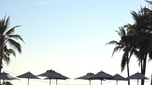 Тропическое Небо Обрамлено Пальмами Пляжными Зонтиками Звание — стоковое видео
