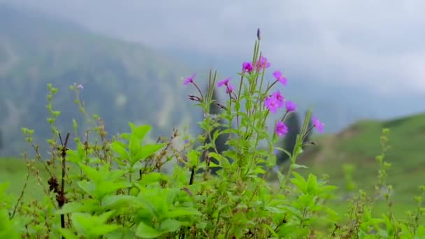 Flores Silvestres Prado Montanha — Vídeo de Stock