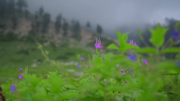 Hermosas Flores Silvestres Vista Balanceándose Por Suave Brisa Prado Montaña — Vídeos de Stock