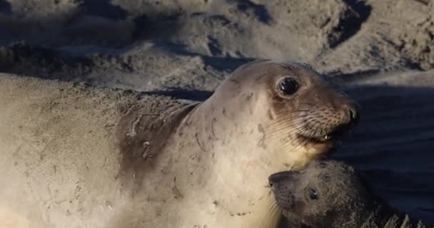 Närbild Sälunge Och Säl Stranden Längs Kaliforniens Kust Usa — Stockvideo