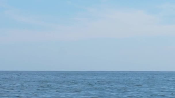 Humbak Wieloryb Megaptera Novaeangliae Przedzierający Się Przez Powierzchnię Robiący Splash — Wideo stockowe