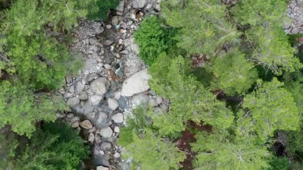 Avión Tripulado Volar Sobre Bosque Árboles Verdes Con Estrecho Lecho — Vídeos de Stock