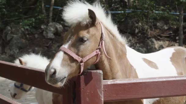 Eine Nahaufnahme Des Kopfes Eines Shetland Ponys Das Über Die — Stockvideo