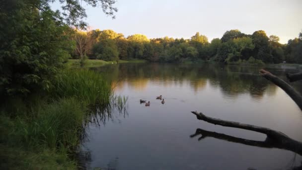 Groep Eenden Eenden Zwemmen Een Park Meer Warschau Gouden Uur — Stockvideo