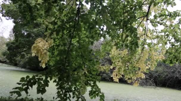 Жовте Зелене Листя Дереві Струснуте Вітром Над Зеленим Болотом Під — стокове відео