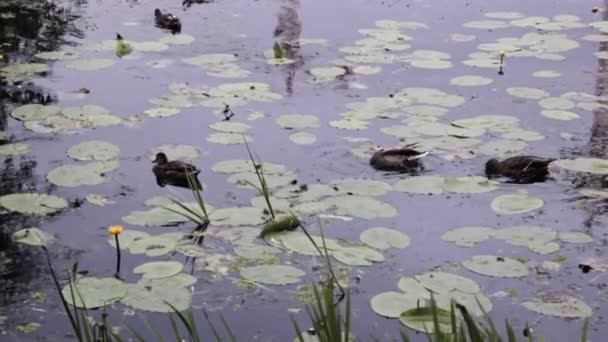 Grupo Patos Nadar Uma Lagoa Com Lírios Água Folhas Lótus — Vídeo de Stock