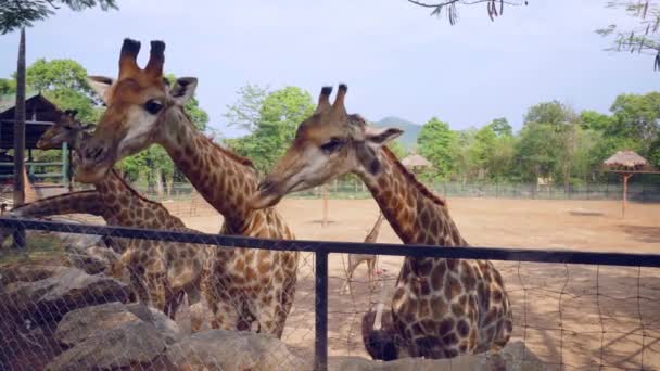 Крупним Планом Знімок Групи Допитливих Жирафів Стоять Вздовж Лінії Паркану — стокове відео