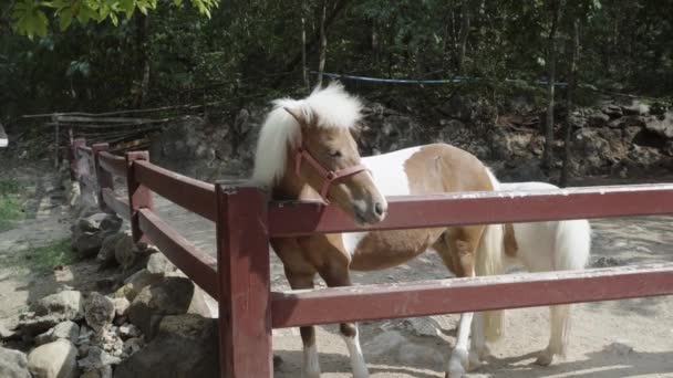 Een Shot Van Twee Dwerg Paarden Een Outdoor Houten Paddock — Stockvideo