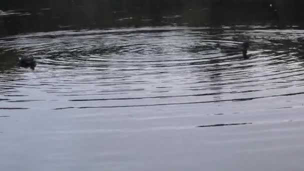 湖の上の穏やかな水にアヒルの土地と着陸後の穏やかな水の波を作成し 曇りの日に木の反射 — ストック動画