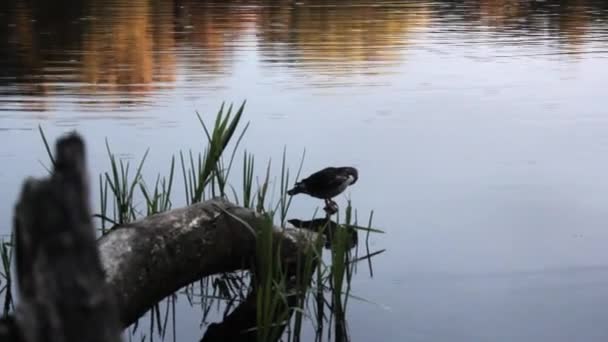 Close Van Een Eend Alleen Het Rustige Meer Terwijl Het — Stockvideo