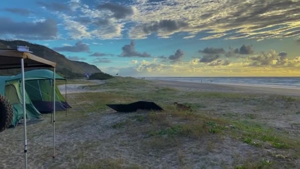 Dingo Solitario Perro Salvaje Indígena Australiano Investiga Tranquilo Campamento Desierto — Vídeos de Stock