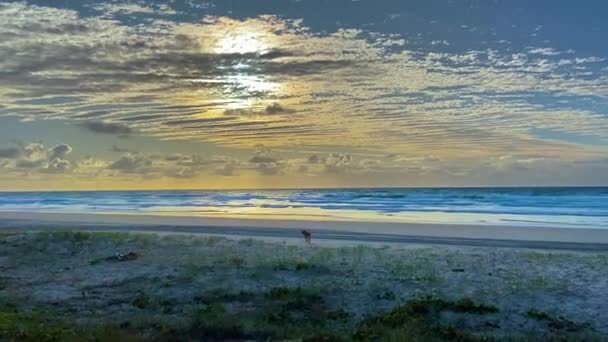 Dingo Solitário Cão Selvagem Indígena Australiano Farejando Praia Buscando Comida — Vídeo de Stock