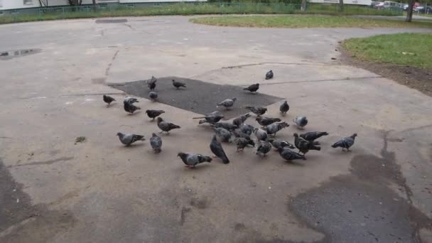 鳩の群れが通りで餌をやっています — ストック動画