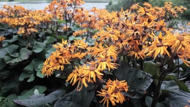 Ligularia Leopardo Flores Rayos Dorados Con Sépalos Amarillos Hojas Verdes — Vídeo de stock