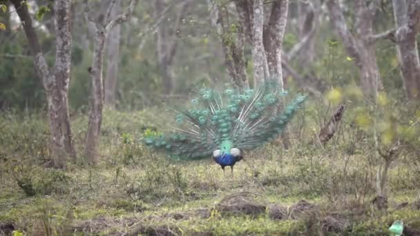 Påfågel Med Svans Utspridd Djungeln Nationalparken Chitwan Nepal — Stockvideo