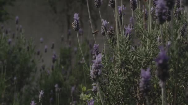 Пара Пчел Собирает Пыльцу Лавандовом Кусте Замедленного Движения Восход Солнца — стоковое видео