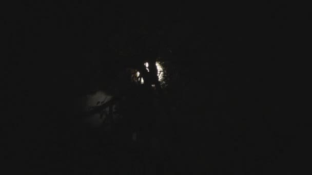 Silueta Árbol Lapso Tiempo Con Luna Llena Nubes Pasando Por — Vídeos de Stock