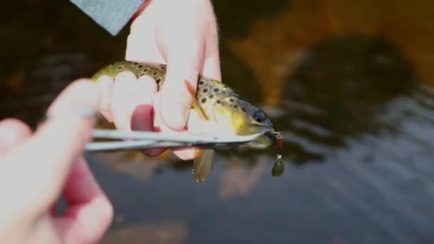 Shot Small Metal Lure Пісня Гурту Forceps Альбому Forceps Fisherman — стокове відео