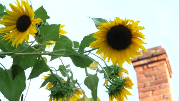 Yellow Sunflower Head Blooming Time — Stock Video