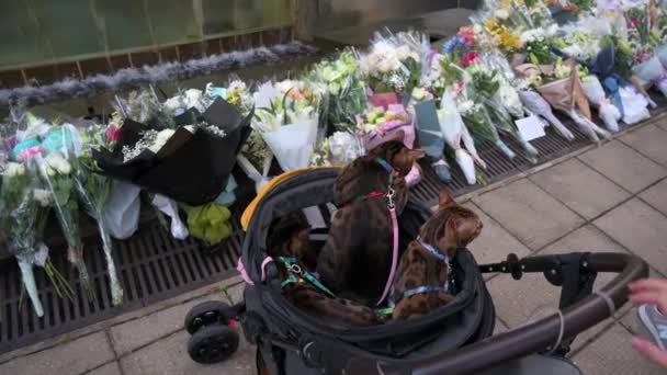 Doliente Trae Sus Mascotas Frente Ramos Flores Fuera Del Consulado — Vídeos de Stock