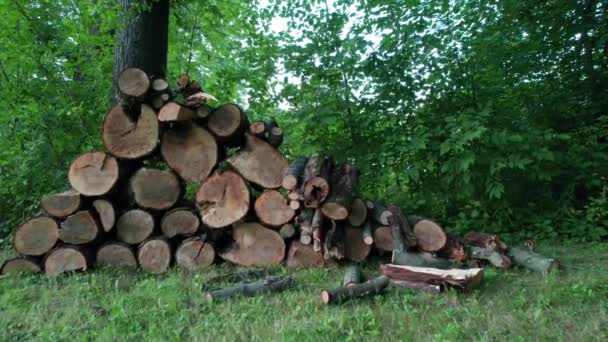 Dense Forest Front Tall Tree Firewood Tree Logs Stacked One — Stock Video