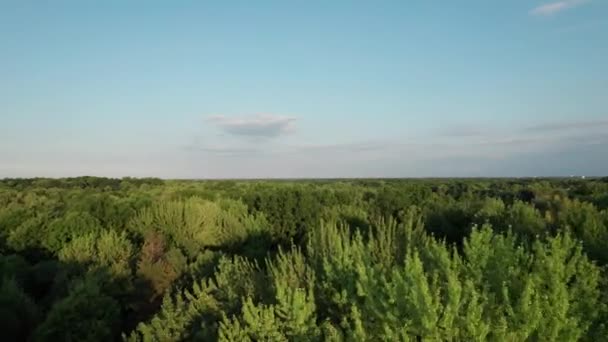 Drohne Bewegt Sich Der Abenddämmerung Durch Nadelwald — Stockvideo