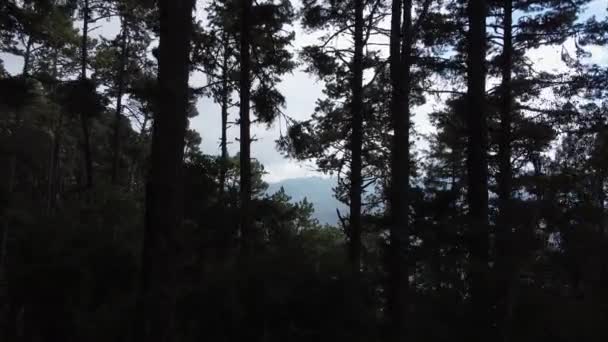 Traverser Une Forêt Vue Aérienne — Video