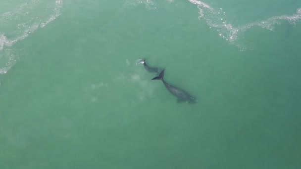 Drone Menembak Udara Berputar Putar Sekitar Ikan Paus Induk Dan — Stok Video