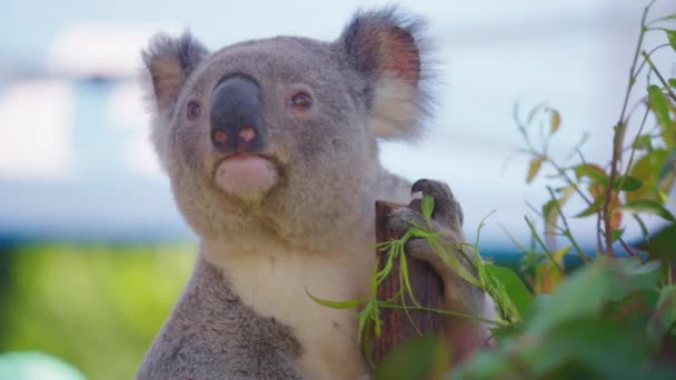 Primer Plano Lindo Oso Koala Gris Esponjoso Sentado Árbol Mirando — Vídeos de Stock