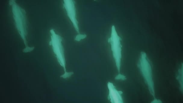 Gran Vaina Ballena Beluga Nadando Ártico Svalbard Aerial Drone Close — Vídeos de Stock