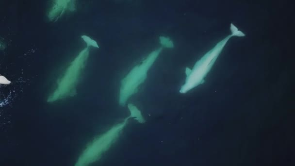 Giant Pod Beluga Φάλαινα Λευκή Φάλαινα Κολύμπι Στον Αρκτικό Ωκεανό — Αρχείο Βίντεο