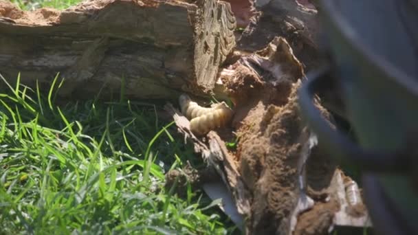 Two Witchetty Grubs Wood Eating Larvae Several Moths — Stock Video