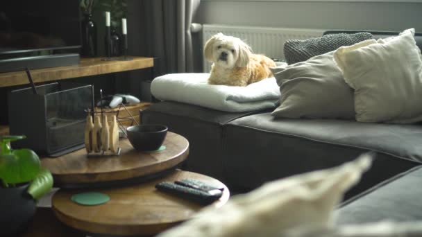 Beyaz Shih Tzu Boomer Köpek Kanepeden Kalkar Kameraya Doğru Koşar — Stok video
